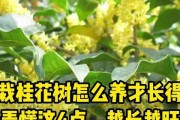 打造盆栽桂花树的绝美景致（如何养护盆栽桂花树）