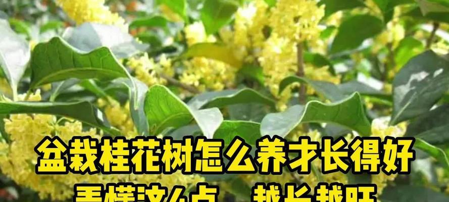 打造盆栽桂花树的绝美景致（如何养护盆栽桂花树）